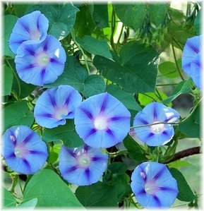 Blue-Morning-Glory-blue-30709761-289-299.jpg