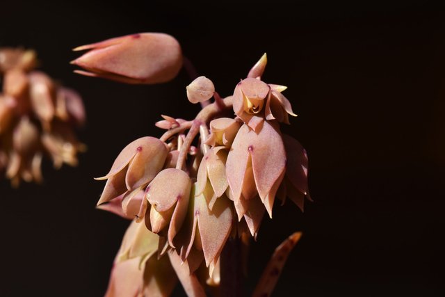 kalanchoe lucky bells buds macro.jpg