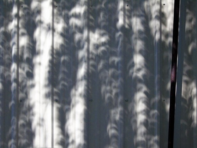 Eclipse shadow through Birch tree 2.jpg