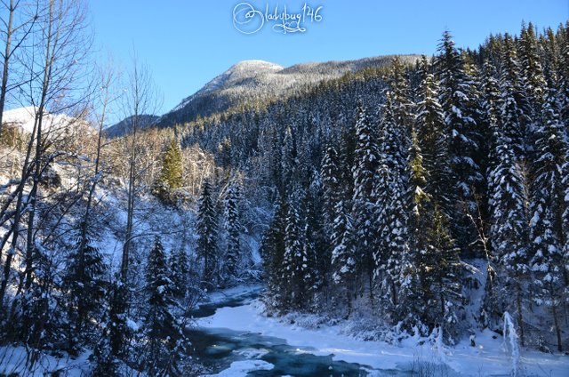 berg lake trail 1.jpg