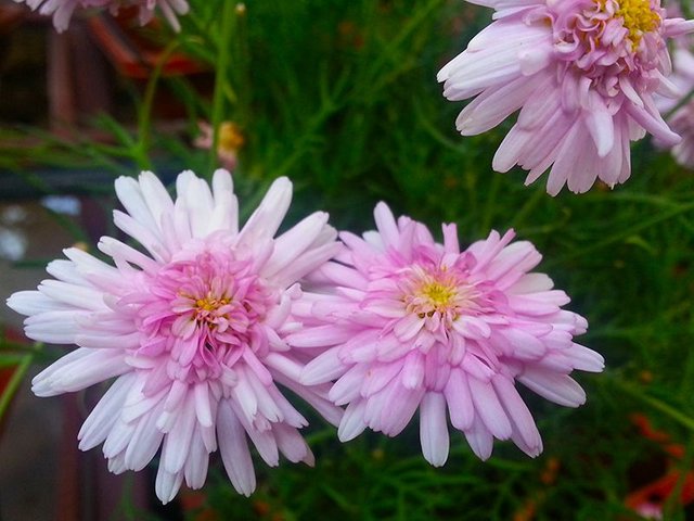 Pinkish Flower.jpg