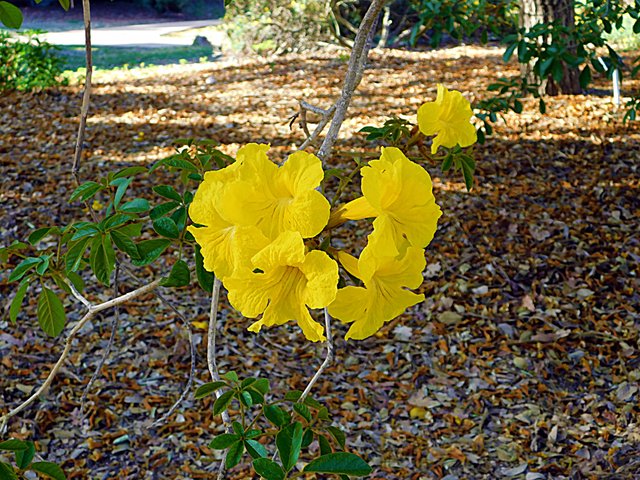 flowers of paradise, nature, photography by jeronimo rubio, all rights reserved, 2018 (387).jpg