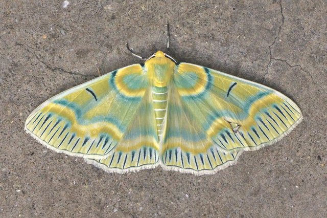 Moth--Lotaphora-iridicolor--copy-06012018080320.jpg