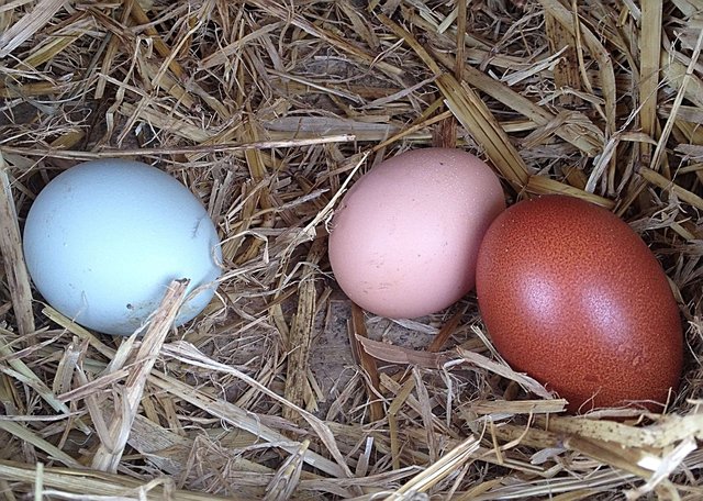 The Correct Way to Clean & Store Fresh Eggs 