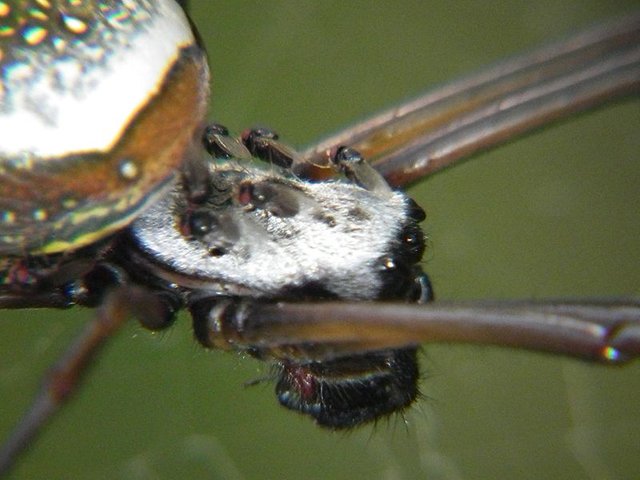 macro 0162.JPG