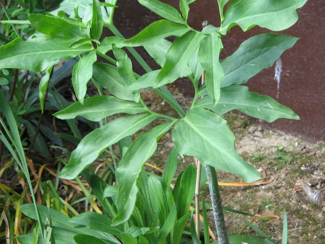 Dracunculus_vulgaris_leaves.jpg