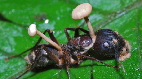 zombie-ant-600x333.PNG