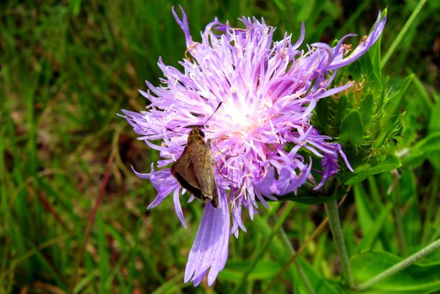 Purple Wildflower 7 8 2017 002.JPG