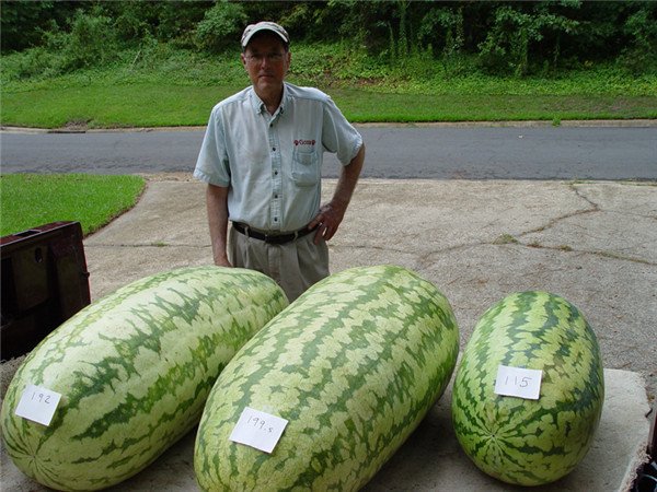 30-bag-giant-Watermelon-Seeds-Sweet-Taste-Vegetables-and-fruit-seeds-very-giant-delicious-free-shipping.jpg