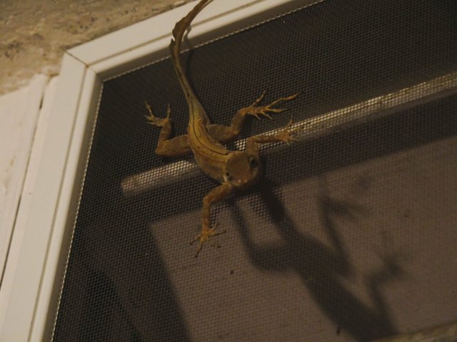 LizardScreen.jpg