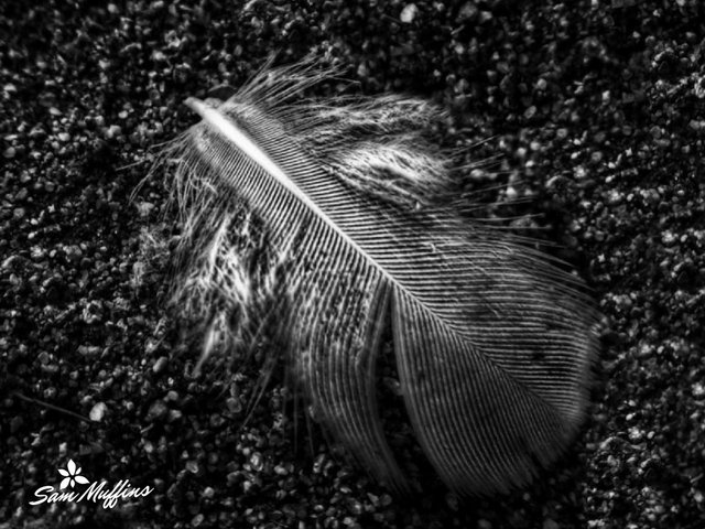 Fallen Feather.jpg