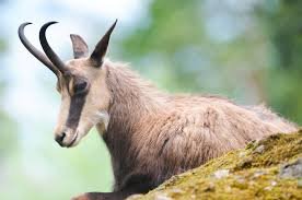 chamois.jpg