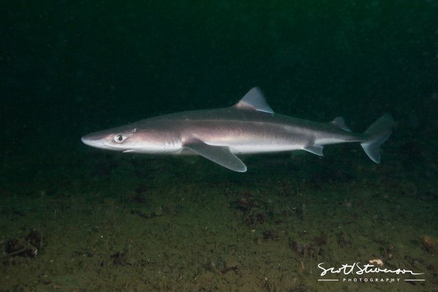 Pacific Spiny Dogfish-2.jpg