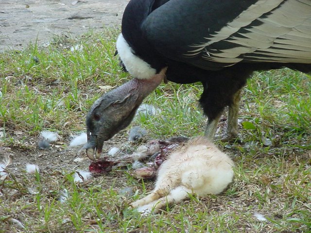 9 El condor come carroña.jpg