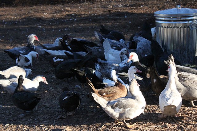 muscovy-ducks6.jpg