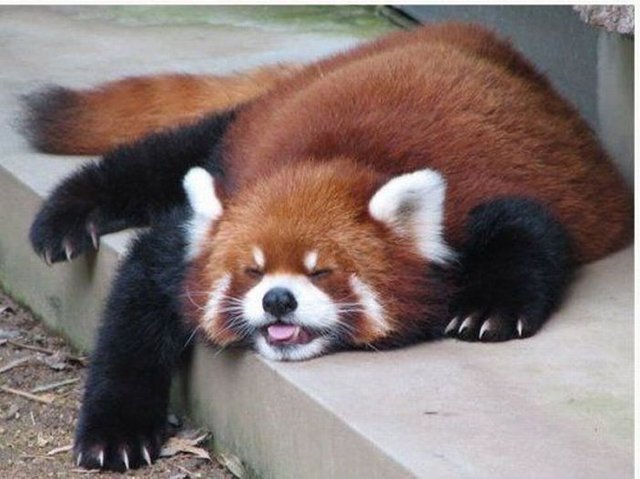 red_panda_01.jpg