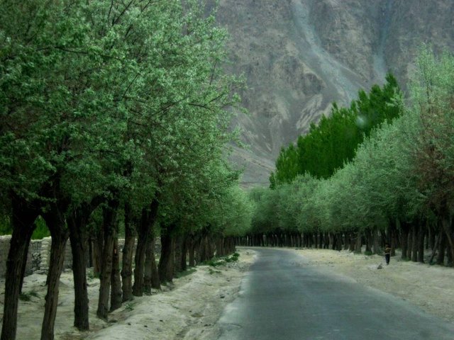 A-tree-lined-road-Skardu.jpg