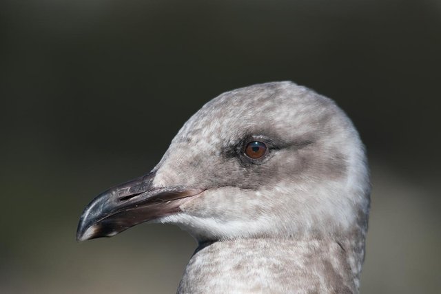 Female Seagull Portrait 2.jpg