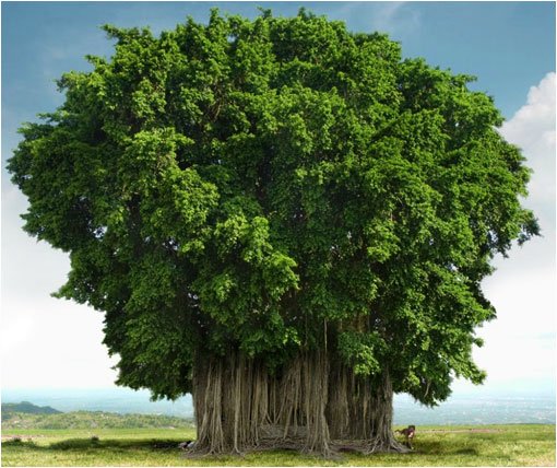 baniano, arbol nacional de la india.jpg