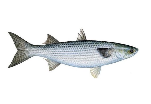 gray_mullet.jpg