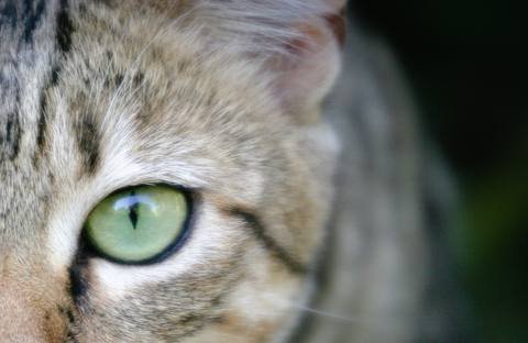 wild-cat-eye-small.jpg.480x0_q71_crop-scale.jpg