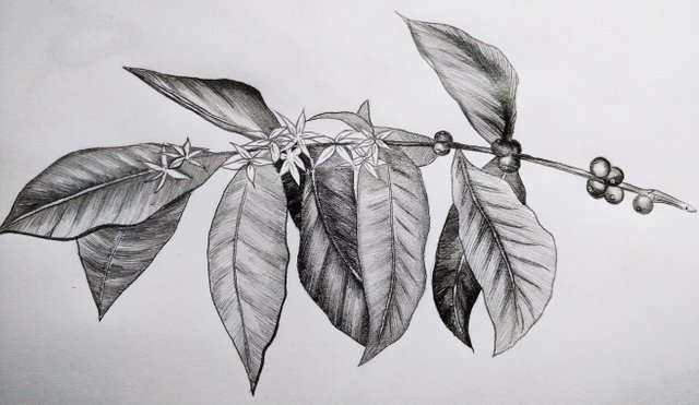 coffea.jpg
