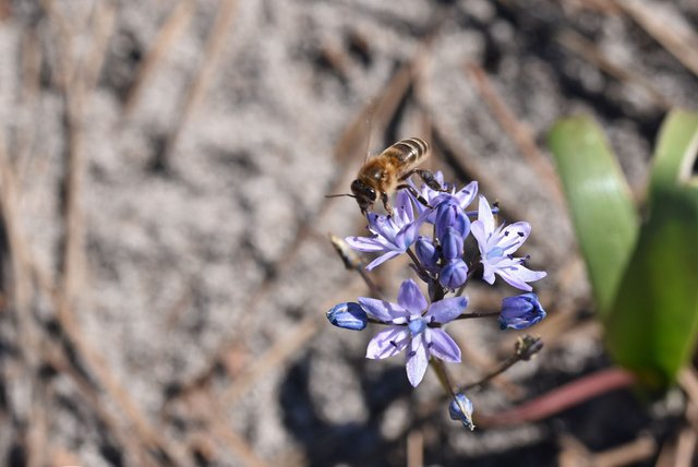 wild hyacinth Scilla monophyllos bee 2.jpg