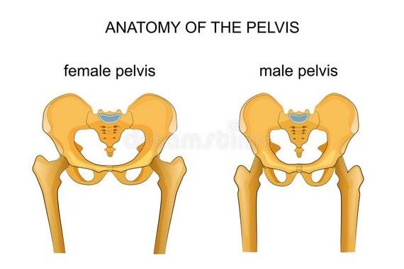 anatomy of the pelvis m:f.jpg