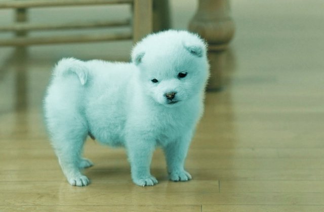 cute-pomeranian-puppies.jpg