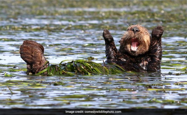 comedy-wildlife-photo_650x400_71513835658.jpg