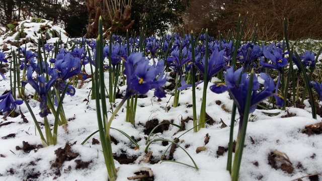 indigo dwarf irises snow.jpg