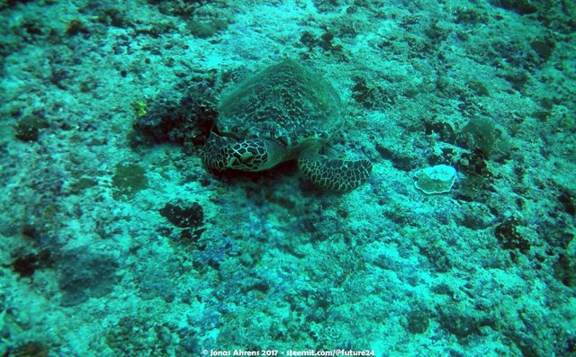 turtle-maldives-2017-south-ari-atoll-vilamendhoo_05.jpg