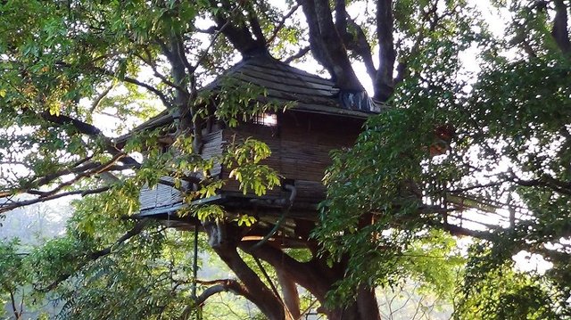 Tree house 2.jpg