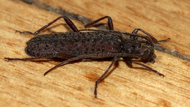 Insects Coleoptera Cerambycidae By Tas in house 2018-03-02 n1.jpg