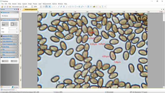 Measured spores 400x.png