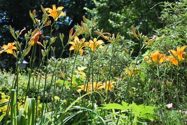 liliacae-from-the-pond.JPG
