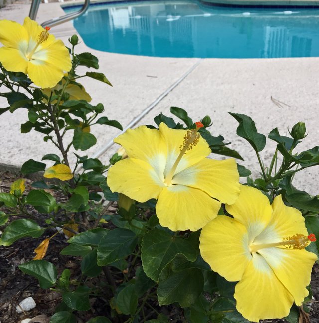 Yellow Hibiscus by pool.jpg