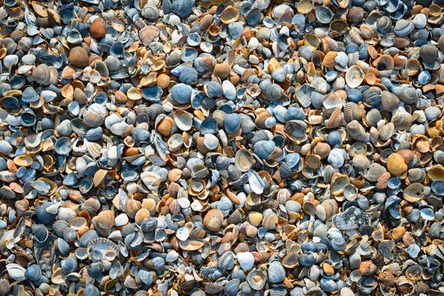 A pile of common cockles on the beach