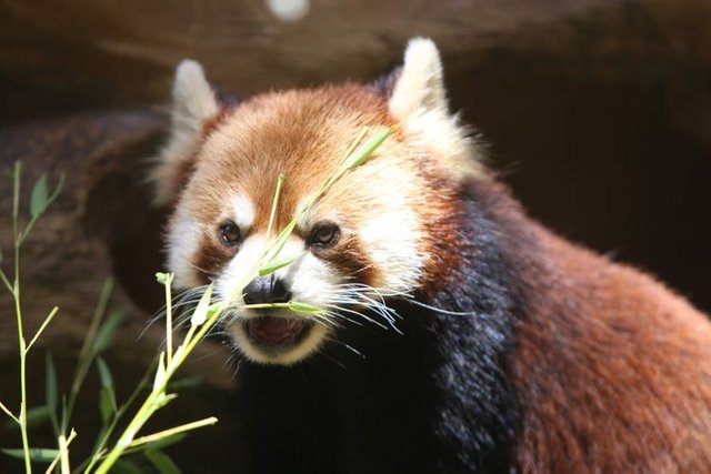 panda merah.jpg