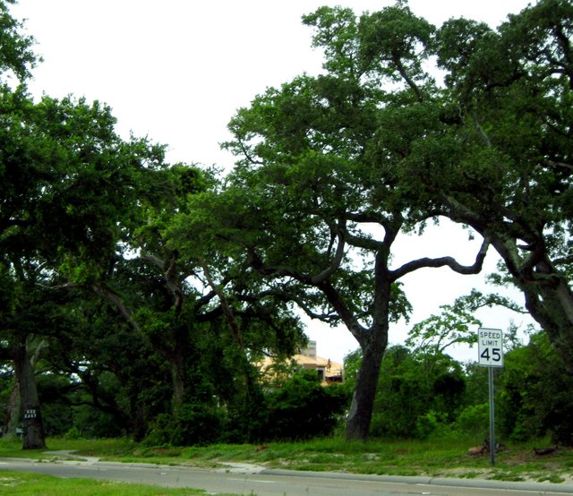 Katrina Trees 010.JPG