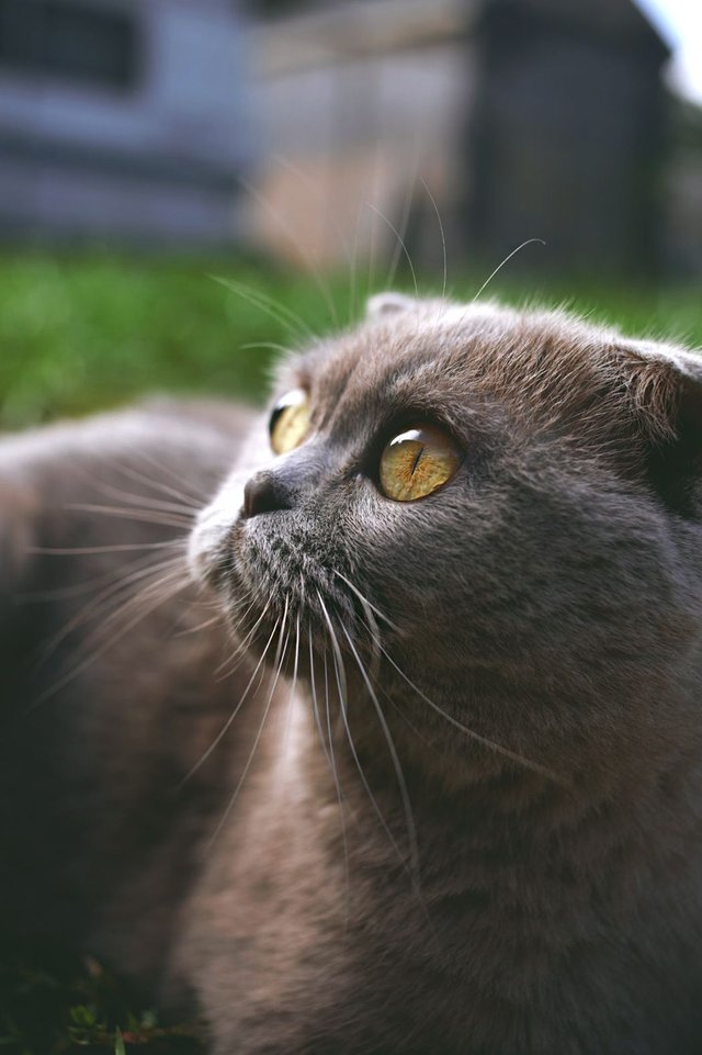 Yes, I am a Beautiful Cat — Steemit
