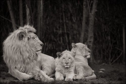 Lion-family-Wallpaper.jpg