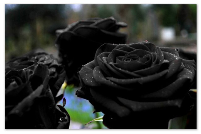 3971_black_rose.jpg