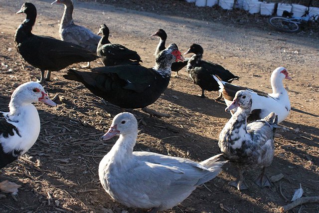 muscovy-ducks4.jpg