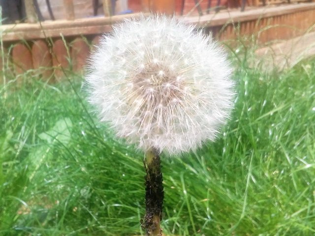 dandelion with aphids.jpg