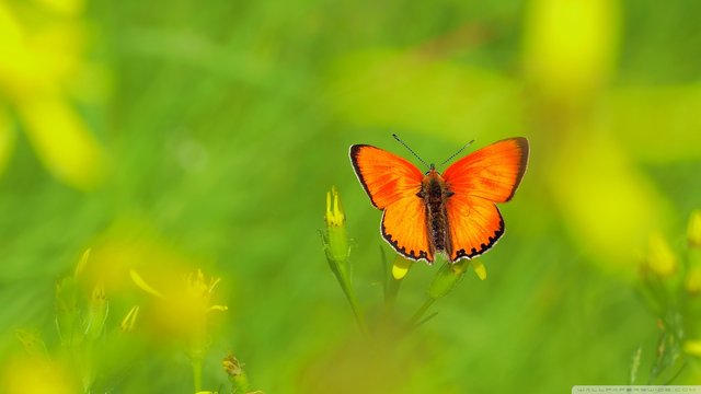 scarce_copper_butterfly-wallpaper-1920x1080.jpg