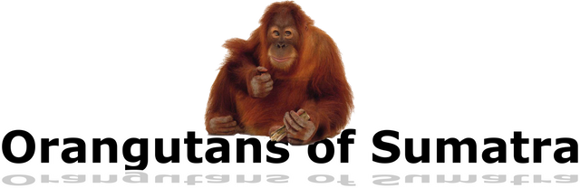 orangutan_PNG.png