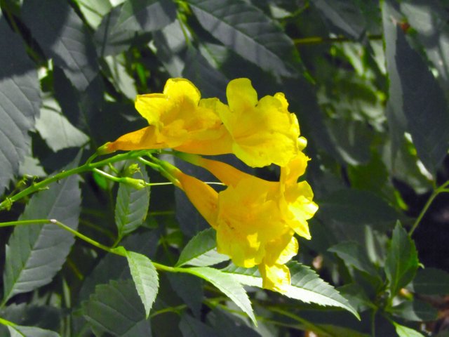 YellowFlowers.jpg