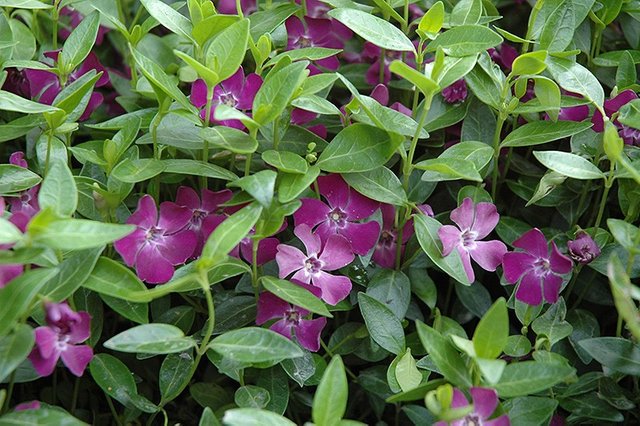 vinca-atropurpurea1.jpg