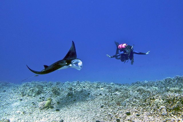 kona-manta.jpg